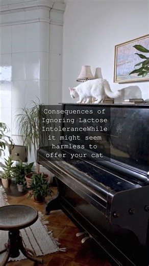 The Feline Milk Myth Why Cats Should Stick to WaterAs anyone whos ever shared their...