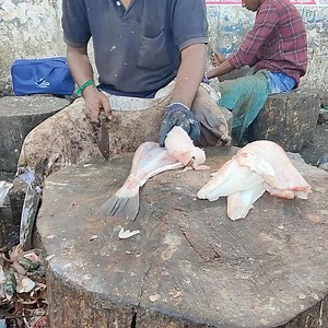 1K views | amazing leather jacket fish slicesmost tasty and underrated fishkf fish cuts Part 9 | KF FISH CUTS | Facebook