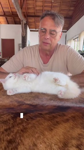 Ragdoll verdadeiro é sempre ponteado? Entenda o padrão da raça