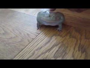 Earrape Frog scream!!