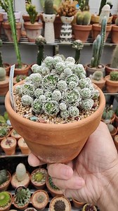 2.3K views · 151 reactions | Mammillaria gracilis fragilis "thimble cactus" #bikolanahardinera | Bikolanahardinera | Facebook