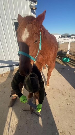 2.9K views · 68 reactions | Miss Izzy had her first hoof trim today and was (of course) very patient and well behaved!! Thank you to our amazing farrier Matt for taking care of our girl 癩 #PassTheSafeAct #EndHorseSlaughter #animalsanctuary | FarmHouse Fresh Animal Sanctuary | Facebook