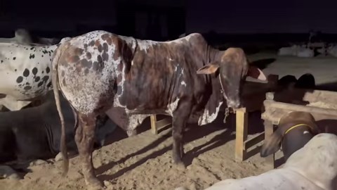 Mandi northern bypass 2025🚨🚨 Raat 5 bjy k manazir😍😍😍 Mandi me abhi raat 3 bjy tak 3 mazda or unload hoyi he.😍😍 total 4 troller or 3 mazda unload hochuki he alhumdulliah 😍😍 Admin Yasir♥️ | Karachi Gai Mandi Super,Highway Karachi