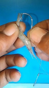 Best of Shrimp Hooking as Fishing Bait in Rivers! #fishing #fishingtips #spearfishing #diy #livebait #reels | Kingdom of Fish