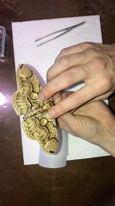 Watch me pin this Brahmin moth that has long passed away. Brahmin moths are a family consisting of 7 different genera with nearly 40 different species. As a caterpillar the brahmin moth feeds on toxic plants, able to neutralize its toxins making it unpalatable to predators. Species: brahmaea wallichii Video: @butterflybabegallery #entomology | Butterfly Babe