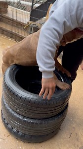 1.6K views · 40 reactions | Bison 怜 #hybridbullybloodline | Celo Unique Breed | Facebook