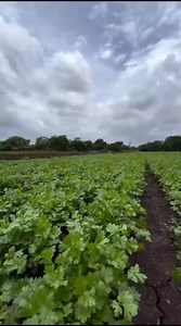 🎄📸📸 | Ankit Verma