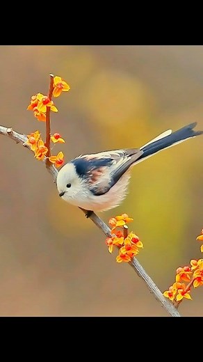 Beautiful bathing Birds #birds #bathing #nature #lake #flower #trees #rooster #wildlife #nature #naturephotography #photography #wildlifephotography #photooftheday #naturelovers #travel #love #instagram #instagood #travelphotography #landscape #picoftheday #ig #beautiful #bhfyp #photo #sunset #mountains #flowers #summer #sky #art #adventure #birds #photographer #animals #green | Bird Lovers