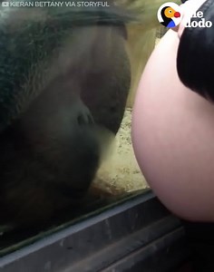 530K views · 3.5K reactions | A woman showed a zoo orangutan her...