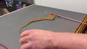 One of three species of saw scale vipers extracted from today. This is the plain bellied saw scale viper ( Echis leucogaster) . | Kentucky Reptile Zoo