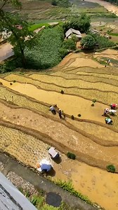 4.2K views · 69 reactions | On the magnificent terraced fields of Sa Pa, diligent farmers plant rice, creating a harmonious picture of humanity and nature. | Vietnam Travel Agency in the North | Facebook