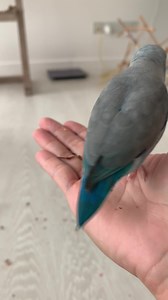 18K views · 3.9K reactions | Learnt to crack pine nuts in shell 來 so clever 來 | Teddy, Junior&Kasey | Facebook