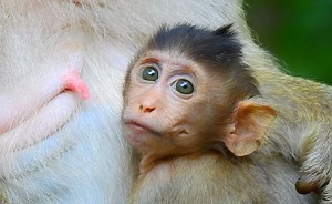 3.8K views · 445 reactions | Cute baby Britta grow up to most adorable baby monkey, she look gorgeous trying ask mom Briana extra milk | Adorable Monkey | Facebook