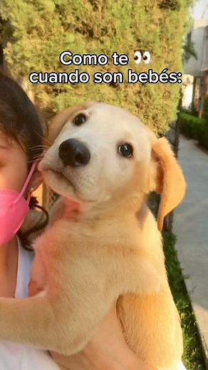 1.6M views · 69K reactions | ¿Etapa de bb o estapa adolescente?藍 #perrosfelices #perrosdivertidos #perrosbonitos #perrosgraciosos #labrador #goldenretriever #puppylove #amorperruno #mascotas #funnyreels #foryou #foryoupage #parati #viralreelsfb #perritos | SoyRamon | Facebook