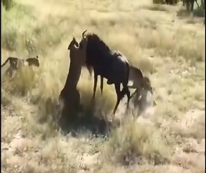 261K views · 5.2K reactions | attacked by dozens of lions, wildebeest still calmly protested, rammed directly into the lion and then ran away. | Xuân Amazing Wild | Facebook