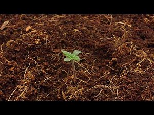 Gorilla Girl XL Auto Week 1 Timelapse