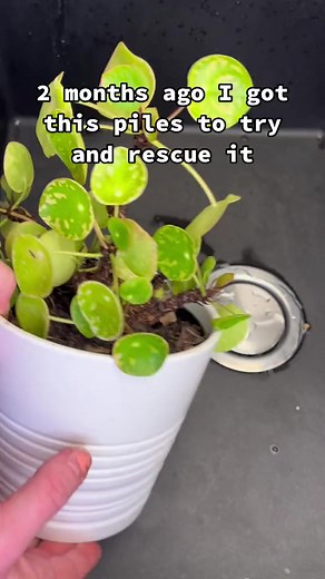 1.6K views · 12 reactions | Repotting and propagating my pilea #plantsarefriendstoo #planttip #plantlover #zzplant #pilea #monstera | Home ThePlanter | Facebook