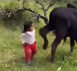 16K views · 368 reactions | Gara laafummaa  | Amar Temam | Facebook