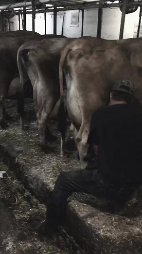 Dad milking the last cow 5 years ago. One hard day on us. Milking cows in the barn for over 120 years. Just had to let it go. The day dad told us we had to sell the girls is a day i will never forget. My dad could barely say it. Support dairy farmers! #fyp #dairyfarmer #goodbye #farmkid #supportfarmers