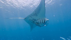 For over half a century, Northrop Grumman has been pioneering new capabilities in the undersea domain. Manta Ray, a new uncrewed underwater vehicle, is setting the pace for undersea #digitaltransformation. 🌊 Manta Ray will have command, control, and communications (C3) capability to enable long-duration operations with minimal human supervision. The data from Manta Ray will help the joint force make better decisions and gain advantage during missions. http://ms.spr.ly/618796yVf #DefiningPossibl