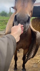 16K views · 273 reactions | This man hides a secret on his farm that no one would believe: a winged horse, a female Pegasus. | Dizzy Pike | Facebook