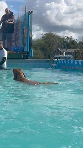 Labrador pool party!! | Canine Dip and Dive Maldon