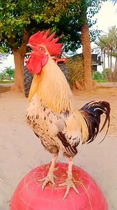 Rooster morning sound #crowing #rooster #chicken Rooster morning sound #crowing #rooster #chicken #shorts #cute #4k #alphabetashorts german rooster loudly crowing sound #german #chicken #tractor germany rooster crowing sound in village morning #germanrooster #germanychicken #aseelmurga #chicken #ayam #rooster #tractor #village Top Fans | Wild BIRDS