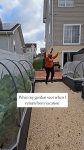 2.9K views · 362 reactions | Fall Gardening Joy We're growing collard, kale, broccoli, cauliflower, cabbage, radish, cilantro, lettuce and spinach | Lolita Perry | Facebook