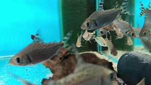 Flagtail Prochilodus- Semaprochilodus taeniurus We currently have very good numbers of this beautiful fish. Through experience I think it’s fair to say they generally don’t attain sizes under capacitive conditions much greater than 12-15” still a sizeable fish given their somewhat nervously disposition. That said, it goes with out saying this is a fish than needs a very large aquarium in the longer term. This fish is omnivorous, taking a large variety of both green and protein foods, they will e