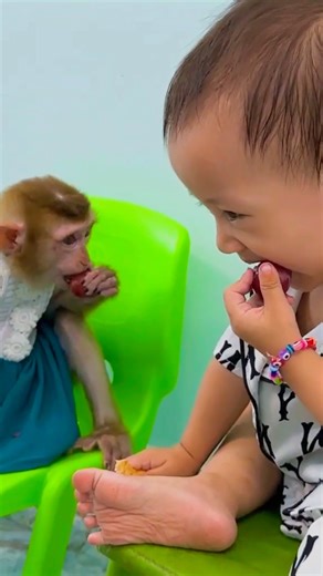 12K views · 561 reactions | Miss You So Much! Diem and Intelligent Monkey Kaka #Kaka | Kaka Page | Facebook