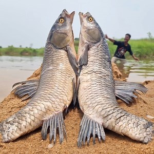 3.8K views · 26 reactions | Unbelievable technique fish catching system river dry place found big stuck carp fish by fisherman #fish #fishing part 5 | Only Fishing | Facebook