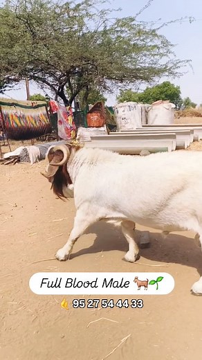 Full Blood Boer Male 🤙 95 57 54 44 33 #excelagrosolution #excelagro #livestockcare #sustainablefarming #goatfarming #goatcare #goats #goatfarmingtraining #goatdiseases #boergoats #fullbloodboergoats | Excel Agro Solution