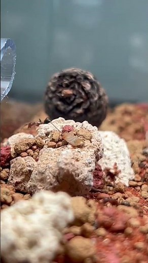 🤯Baby Roaches VS 🔥Mini Carpenter Ants🔥