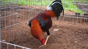 George Foster Kelso | Twin Brothers Gamefarm