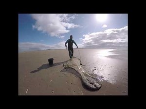 shrimping Ainsdale beach