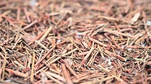 「アングルビューハーブTianJiHuangまたはHypericum japonicum Thunb。回転する小さなセントジョンズワート」の動画素材（ロイヤリティフリー）1098403187 | Shutterstock