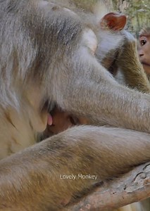 What Happened On baby monkey leo? monkey rainbow is annoying leo, Monkey Libby She is Not Allow Baby Leo More drink milk. | Lovely Monkey
