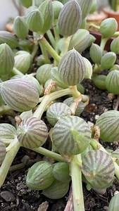 7.4K views · 2.1K reactions | Colar de Melancia (Curio herreanus) ...