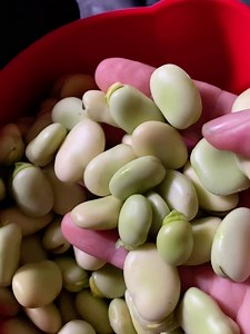 8.5K views · 77 reactions | Home-grown broad beans turned into a double-podded broad bean and pea salad with mint, smoked bocconcini and nestled burrata AND the skins dehydrated and ground into a flour for an accompanying (dense) focaccia. 25% bean skin flour / 75% “00”. Inspiration from @abcinmelbourne Saturday mornings listeners and the current issue of @deliciousaus (that you @aaliarestaurant and @paul_farag !) Those caperberries are from @ishkafarms in India. | Matt Preston | Facebook