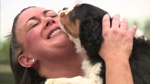 After experiecing a whirlwind year of loss and grief, a Westminster resident came home and found her 2-year-old dog, Chloe, unresponsive. Vets would later tell her that Chloe had an autoimmune blood disorder that she would not be able to beat without the help of an expensive procedure that the woman couldn't afford. But then a stranger came along: https://bit.ly/3gGLBai | Denver7