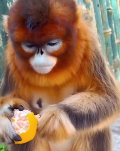 58 reactions · 14 shares | Golden snub-nosed monkey..  | Animals Videos | Facebook