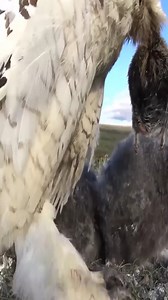 563K views · 2.9K reactions | Snowy Owls Endless feeding of growing chicks! | Million Viewer | Facebook