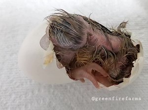 Happy hatch day! 🐣 It takes a lot of energy for chicks to hatch! Since the time that this video was recorded, this chick has napped, fluffed up, and is ready for its new home! . . . Disclaimer: If you are hatching your own eggs at home, do NOT disrupt them during this process! Allow all chicks time to completely dry before opening your hatcher. | Greenfire Farms