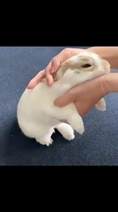 5.4K views · 200 reactions | Who needs a hug too? | Rabbit Lover community | Facebook