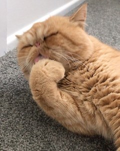 1.3K views · 94 reactions | Gotta keep those toe beans clean! Teddy bear is such a funny guy he loves giving out kisses and licking humans  #exoticshorthair | Firefly Animal Rescue | Facebook
