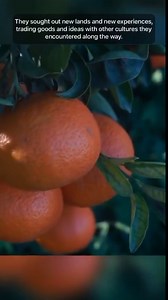 Uncovering the Secrets of Ancient Polynesian Seafarers: The Fascinating Art of Wayfinding . #reels #history #ancient #mystery #sailing #hawaii #culture #civilization | History’s Mysteries