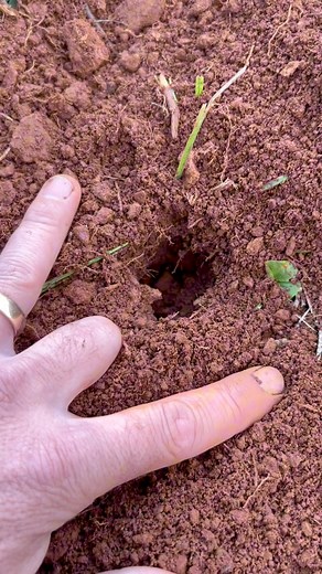 2.2K views · 63 reactions | Shrew?#shrew #mole #mol #oneeternitylater #hole #moist #train #fanks #welcometothebush | Crazy Werrie | Facebook