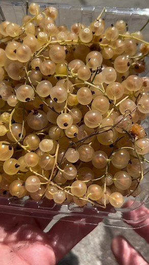 3.4K views · 75 reactions | Year 1 Update On Growing White...