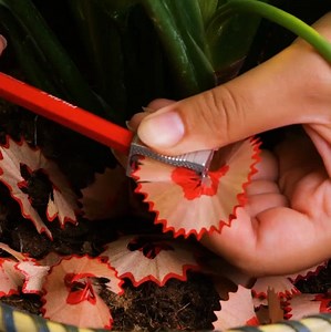 479K views · 2.2K reactions | Erstaunliche Tipps für die Pflege von Pflanzen! | 5 Minuten Tricks SPIEL | Facebook