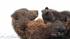 Alaskan Brown Bear nursing her cubs | Kevin Thurk Photography